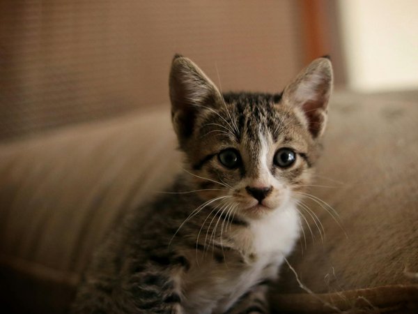 Hoe kun je een kattenboom kiezen die je kat leuk vindt?