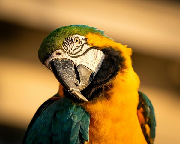 Hoe kan je de communicatie tussen huisdieren en hun eigenaren verbeteren?