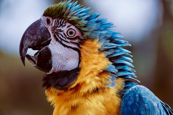 Hoe kies je de juiste hondenriem voor jouw wandelstijl?